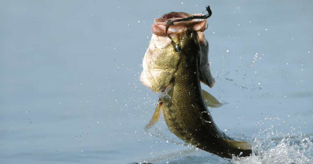 Understanding Fishing Reel Gear Ratios: Speed vs. Power